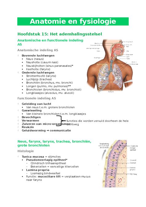 AF HFST 15 Ademhalingsstelsel Samenvatting Anatomie En Fysiologie