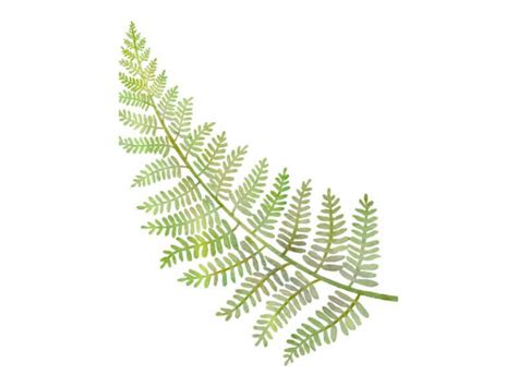 The Fern Tattoo Meaning Unfurling The Symbolism