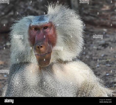 Colorful Baboon Ass