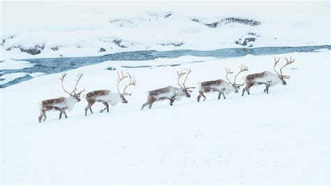 Reindeer Herd Walking Through Snow Field Photograph By Coolbiere