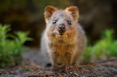 13 Rare Creatures You Never Knew Existed Before Animalko