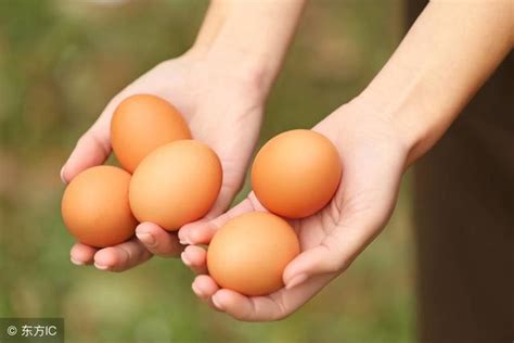 夏季採食量下降產蛋下降的補救措施 每日頭條