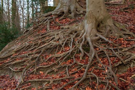 root system tree  photo  pixabay pixabay