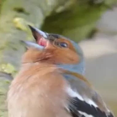 Vide Couilles Mure Blowjob Blowjob Porn Xhamster