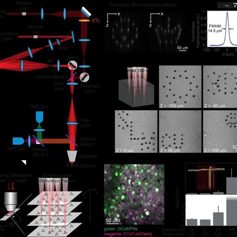 Pdf Simultaneous Two Photon Optogenetics And Imaging Of Cortical