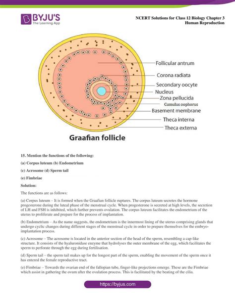 Ncert Solutions For Class 12 Biology Chapter 3 Human Reproduction