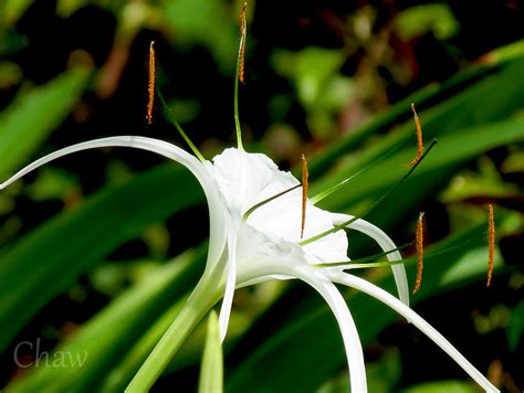 Land Lily Flickr Photo Sharing