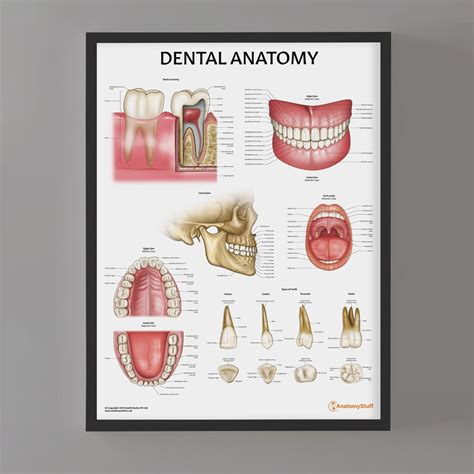 anatomy  teeth dental anatomy chart teeth jaw poster tooth