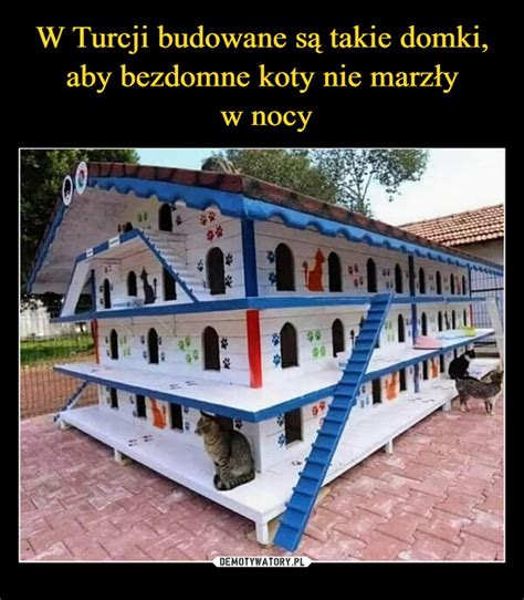 W Turcji Budowane S Takie Domki Aby Bezdomne Koty Nie Marz Y W Nocy