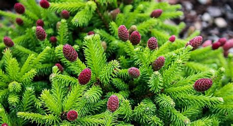 Ель обыкновенная Пуш на штамбе Picea abies Pusch Ра | Питомник Тайга