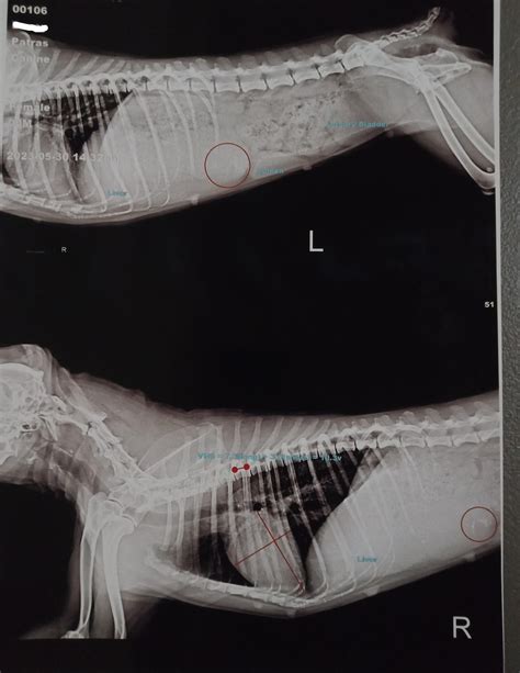 How to interpret this radiograph? : r/VetTech