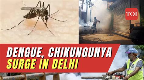 Delhi Faces Soaring Cases Of Dengue Malaria And Chikungunya Amid