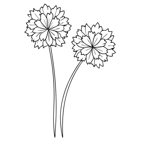 two ornamental onion flower together, illustration line art 51000768