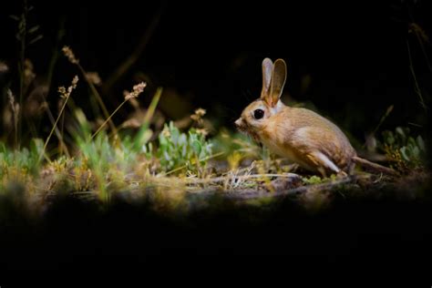 Jerboa - A-Z Animals