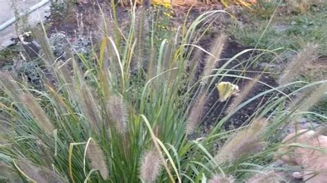 Декоративная трава для сада. Видео декоративных растений для сада. Как ...