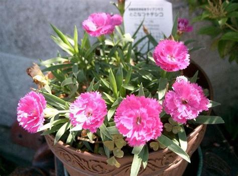 Karanfil - Cvet Bogova "Dianthus" | Cvecara Elite