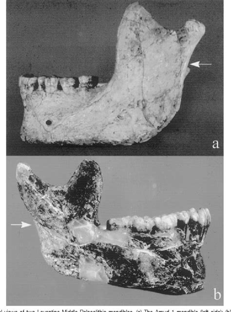 Table From Mandibular Ramus Posterior Flexure A Sex Indicator In Homo Sapiens Fossil Hominids
