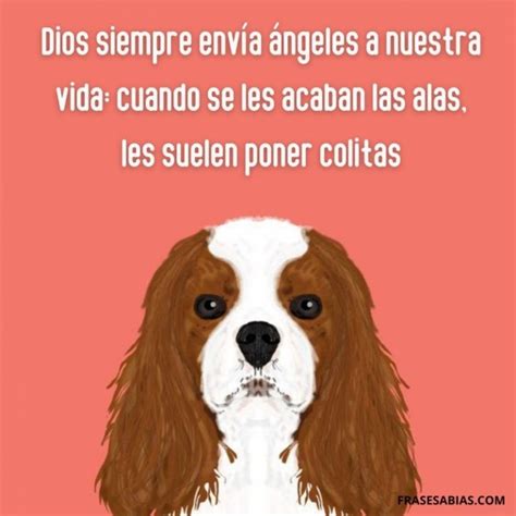 Sint Tico Foto Porque Tu Perro Te Sigue A Todos Lados Actualizar