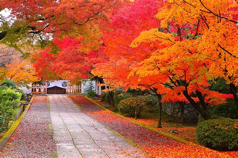 養源院 紅葉