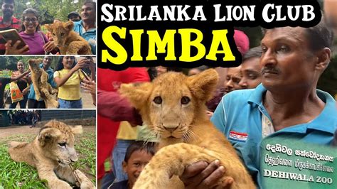 Dehiwala Zoo Srilanka New Guest Lion Club Simba Srilankan Lion