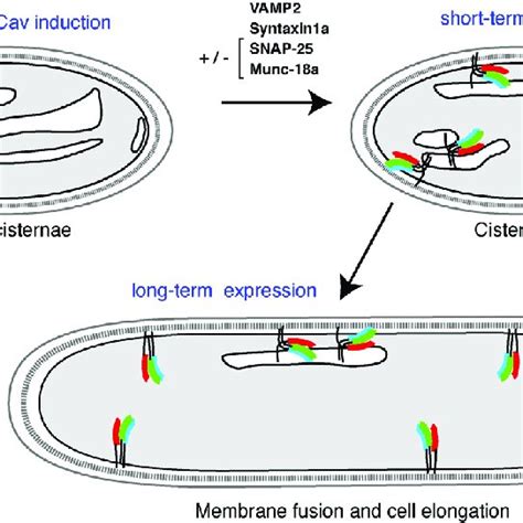 A Model Of Snare Mediated Intracellular Membrane Fusion Leading To Download Scientific Diagram