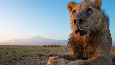 Kenya Ucciso Dai Pastori Loonkito Uno Dei Leoni Pi Vecchi Del Mondo