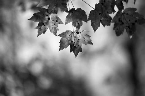 Autumn Leaves : r/blackandwhite