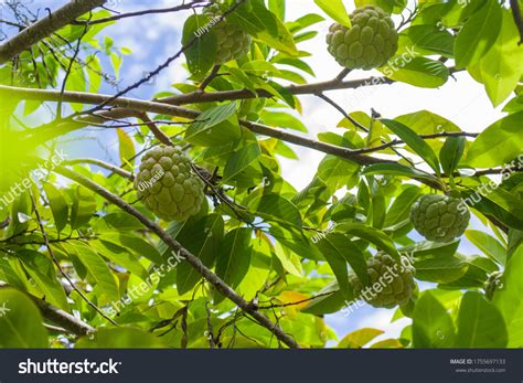atis fruit royalty  images stock  pictures shutterstock