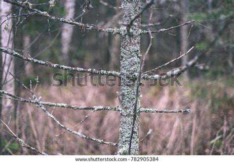 Naked Tree Branches Against Dark Background Stock Photo