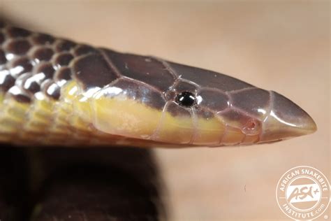 Bicoloured Quill Snouted Snake African Snakebite Institute