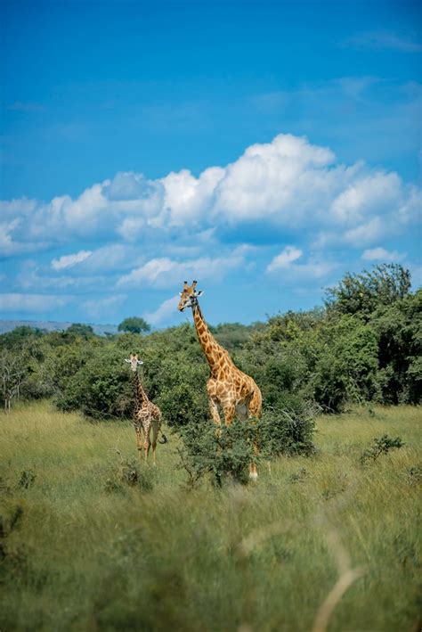 Akagera National Park Game Drive Hosted By Jikusafarisrw Flickr