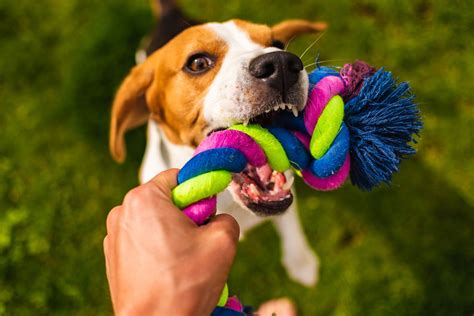 When your dog is possessive - Airvet