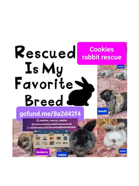 go fund me page | COOKIES RABBIT RESCUE