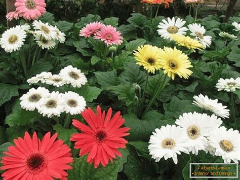 Як вирощувати квіти гербери (57 фото)