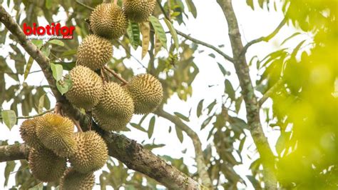 Cara Mempercepat Pertumbuhan Tanaman Durian Dengan Mudah