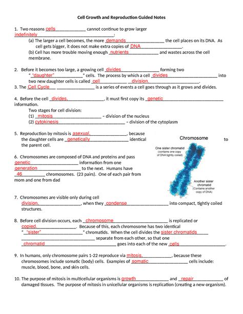 Cell Growth And Division Packet Answers 8