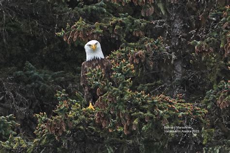 Bald Eagle5r4a2665 A Bald Eagle Perched High In A Spruce Flickr