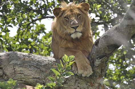 Lion majestueux prédateur mammifère crinière chat force faune