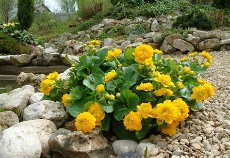 Калужница (болотная, махровая): фото, описание, цветы, посадка, уход ...