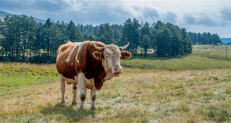kurban bayrami tatili ne zaman kac gun tatil olacak secretcv