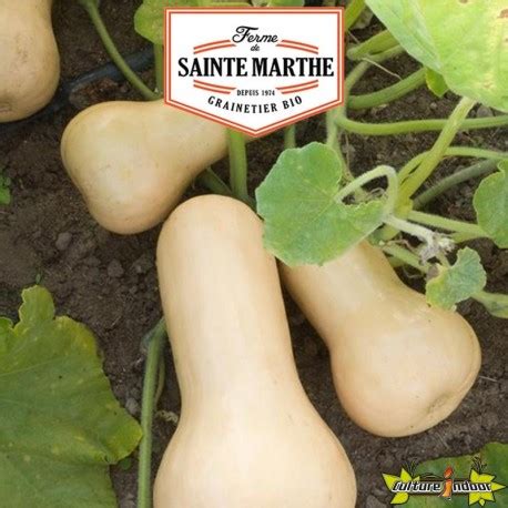 La ferme Sainte Marthe 15 graines Courge musquée Butternut