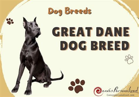 Great Dane Dog Breed: Key Traits, Temperament, And Care Tips