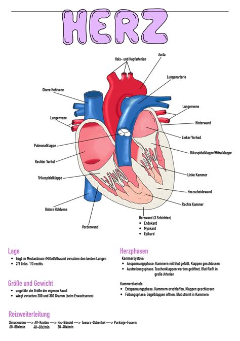 Zusammenfassung Herz Kreislauf System Anatomie Physiologie Biologie