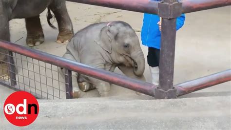 Adorable Naughty Baby Elephant Gets Told Off And Sucks Trunk Youtube