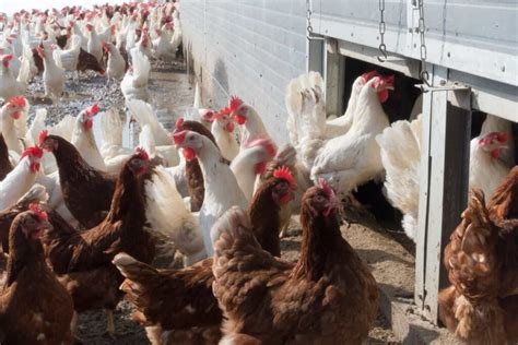 How To Start Poultry Farming In Cambodia Business Plan Investment