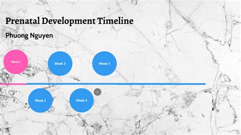 Prenatal Development Timeline by Phuong Nguyen on Prezi