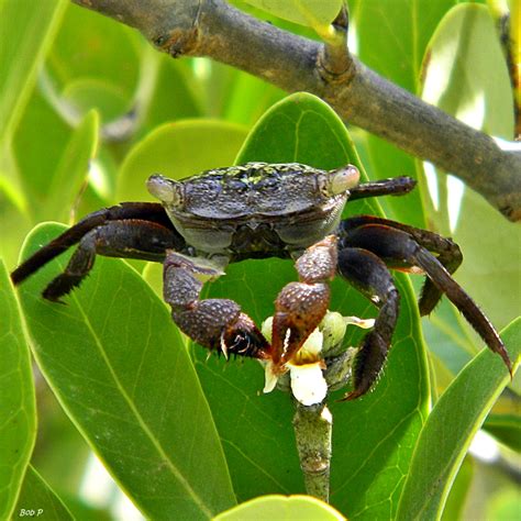 mangrove tree crab aratus pisonii      flickr