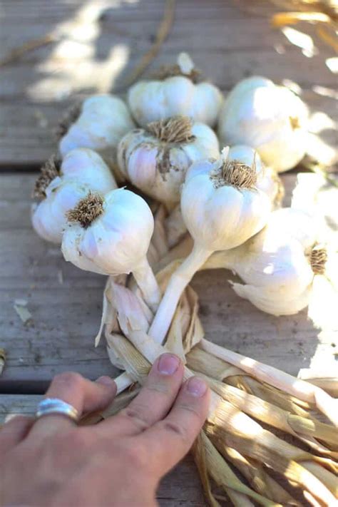 How to Braid Garlic • The Prairie Homestead