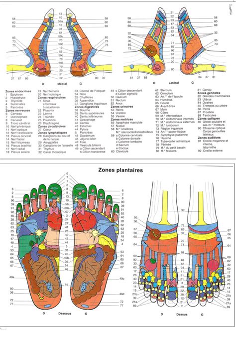 Réflexologie plantaire cartes des pieds liens corps pieds