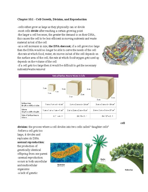Chapter 10 Notes - Chapter 10 - Cell Growth, Division, and Reproduction